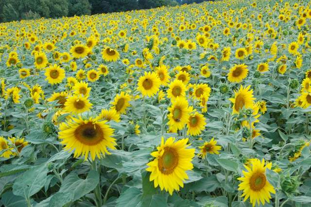 sunflower garden wedding portland or sunflower garden wedding portland or