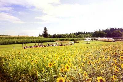 sunflower garden wedding portland oregon view sunflower garden wedding portland oregon view